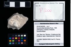 Foto (Objekt + Etikett) von Goniodromites bidentatus (Reuss, 1858)  (NHMW-GEO-2014-0194-0200)